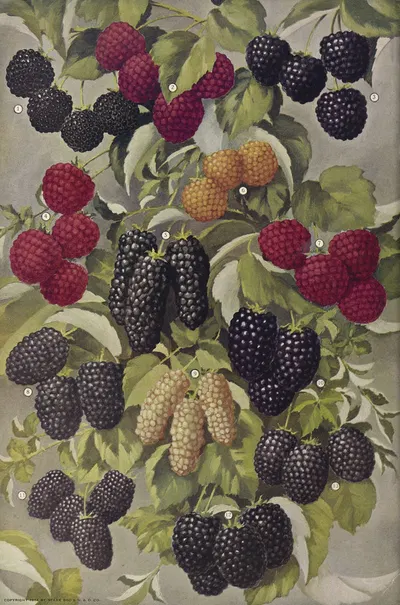 Berries by Stark Bro's Nurseries & Orchards Co., 1916 — digital art print download