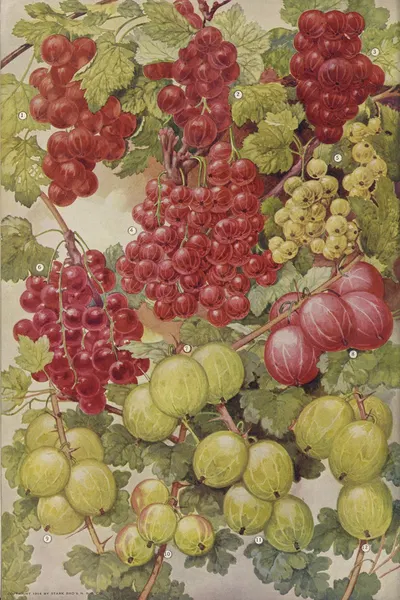 Currants by Stark Bro's Nurseries & Orchards Co., 1916 — digital art print download
