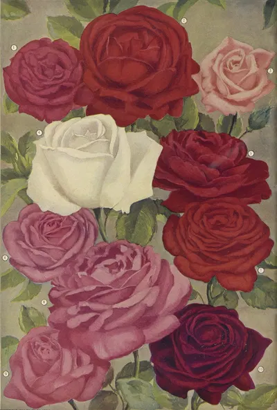 Roses by Stark Bro's Nurseries & Orchards Co., 1916 — digital art print download