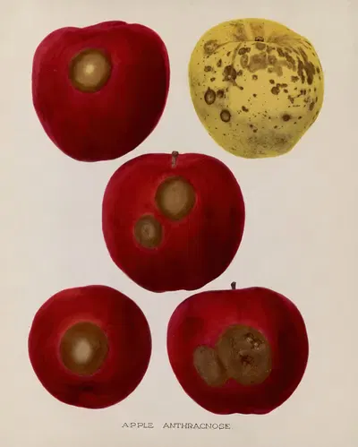 Apple Anthracnose by U.S. Bureau of Plant Industry, 1920 — digital art print download