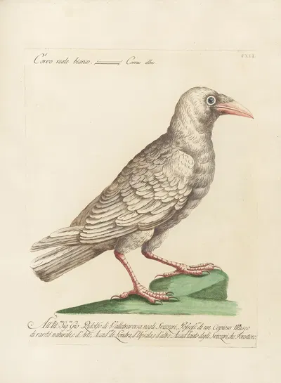 Ornithologia methodice digesta Pl.138 by Saverio Manetti, 1767-1776 — digital art print download