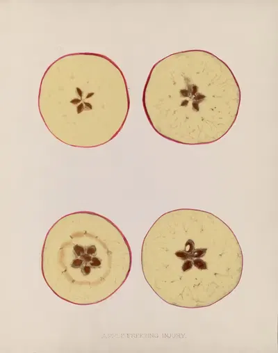 Apple Freezing injury by U.S. Bureau of Plant Industry, 1920 — digital art print download