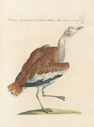 Ornithologia methodice digesta Pl.247 by Saverio Manetti, 1767-1776 — digital art print download