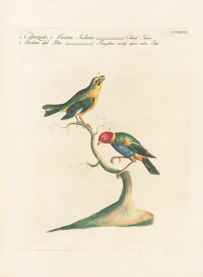 Ornithologia methodice digesta Pl.315 by Saverio Manetti, 1767-1776 — digital art print download