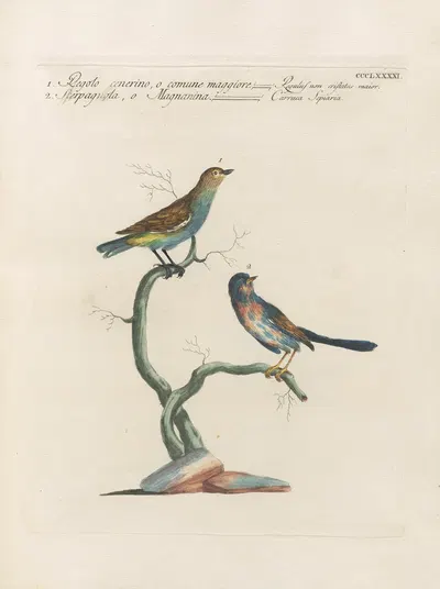 Ornithologia methodice digesta Pl.373 by Saverio Manetti, 1767-1776 — digital art print download