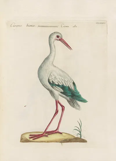 Ornithologia methodice digesta Pl.416 by Saverio Manetti, 1767-1776 — digital art print download