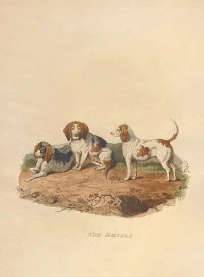 The Beagle by Sydenham Edwards, 1800 — digital art print download