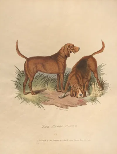 The Blood Hound by Sydenham Edwards, 1800 — digital art print download