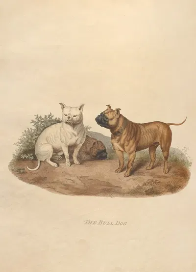 The Bull Dog by Sydenham Edwards, 1800 — digital art print download