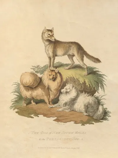 The Dog of New South Wales and the Pomeranian dog by Sydenham Edwards, 1800 — digital art print download