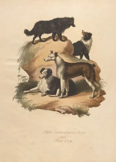 The Shepherds Dog and The Cur by Sydenham Edwards, 1800 — digital art print download