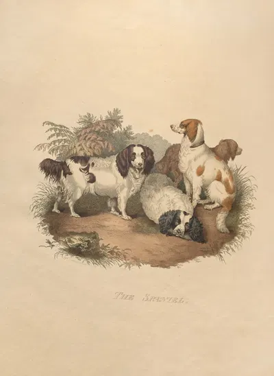 The Spaniel by Sydenham Edwards, 1800 — digital art print download