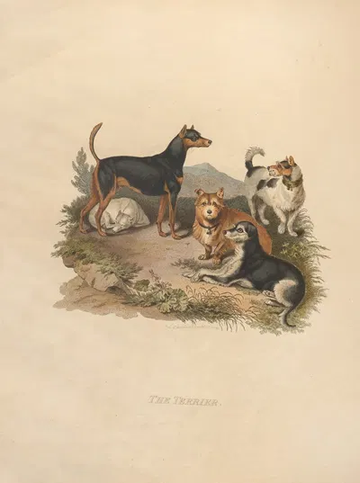 The Terrier by Sydenham Edwards, 1800 — digital art print download