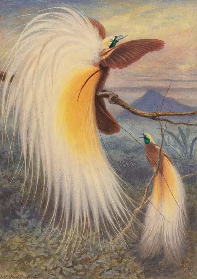 Birds of Paradise by Thomas William Wood, 1862 — digital art print download