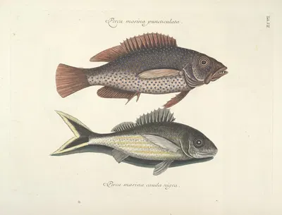 Piscium, serpentum, insectorum, aliorumque nonnullorum animalum nec non plantarum quarundam imagines Pl.007 by Mark…