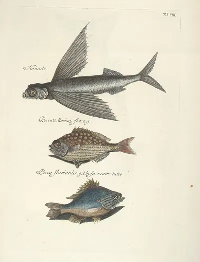 Piscium, serpentum, insectorum, aliorumque nonnullorum animalum nec non plantarum quarundam imagines Pl.008 by Mark…
