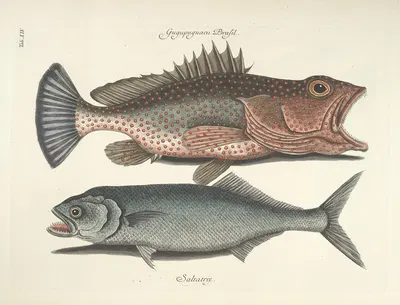 Piscium, serpentum, insectorum, aliorumque nonnullorum animalum nec non plantarum quarundam imagines Pl.014 by Mark…