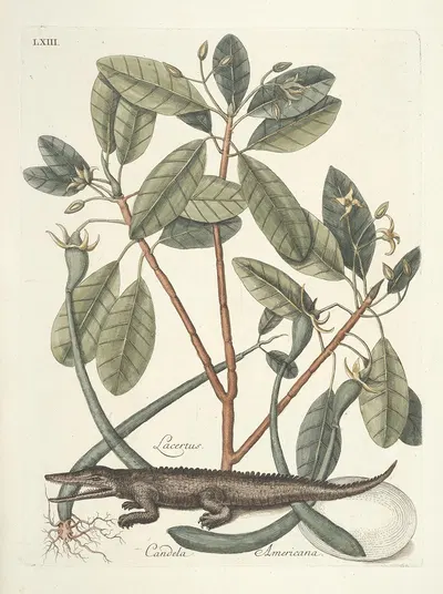 Piscium, serpentum, insectorum, aliorumque nonnullorum animalum nec non plantarum quarundam imagines Pl.063 by Mark…