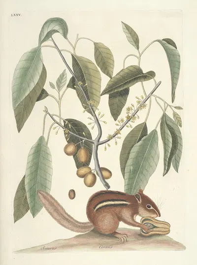 Piscium, serpentum, insectorum, aliorumque nonnullorum animalum nec non plantarum quarundam imagines Pl.075 by Mark…