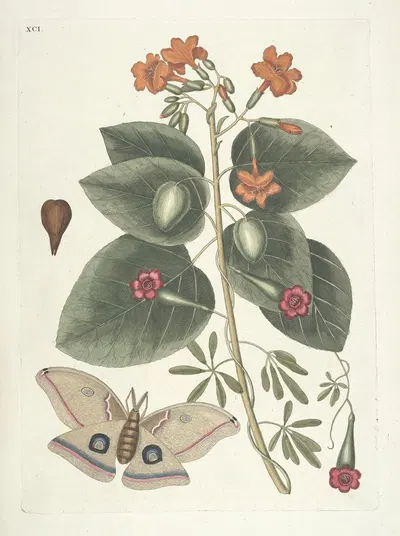Piscium, serpentum, insectorum, aliorumque nonnullorum animalum nec non plantarum quarundam imagines Pl.091 by Mark…