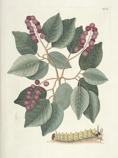 Piscium, serpentum, insectorum, aliorumque nonnullorum animalum nec non plantarum quarundam imagines Pl.094 by Mark…