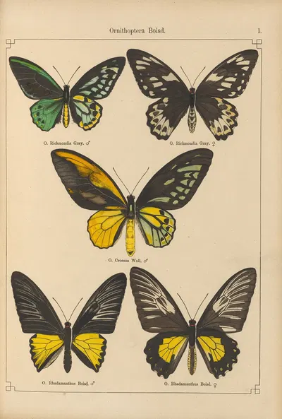 Exotische schmetterlinge Pl.001 by Otto Staudinger, 1888-1892 — digital art print download