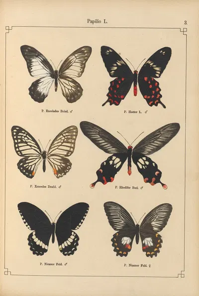 Exotische schmetterlinge Pl.003 by Otto Staudinger, 1888-1892 — digital art print download