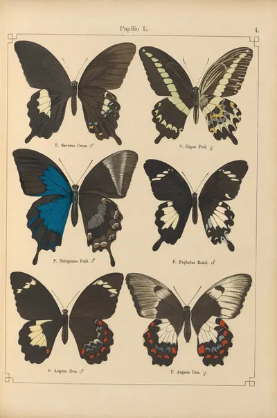 Exotische schmetterlinge Pl.004 by Otto Staudinger, 1888-1892 — digital art print download