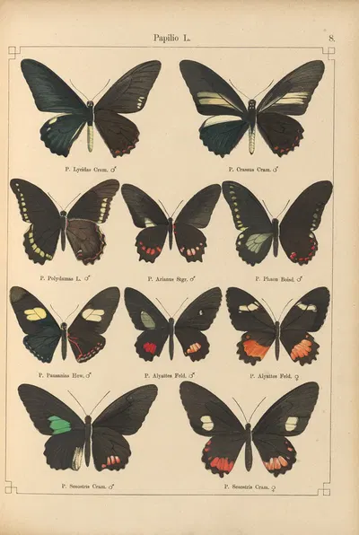 Exotische schmetterlinge Pl.008 by Otto Staudinger, 1888-1892 — digital art print download
