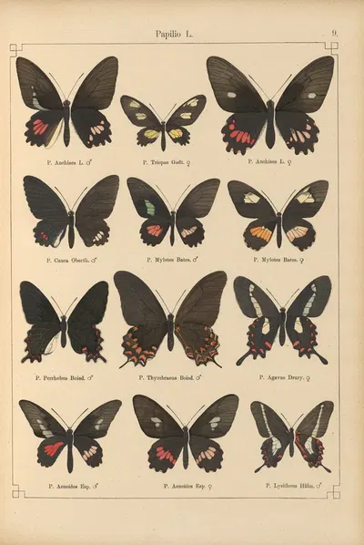 Exotische schmetterlinge Pl.009 by Otto Staudinger, 1888-1892 — digital art print download