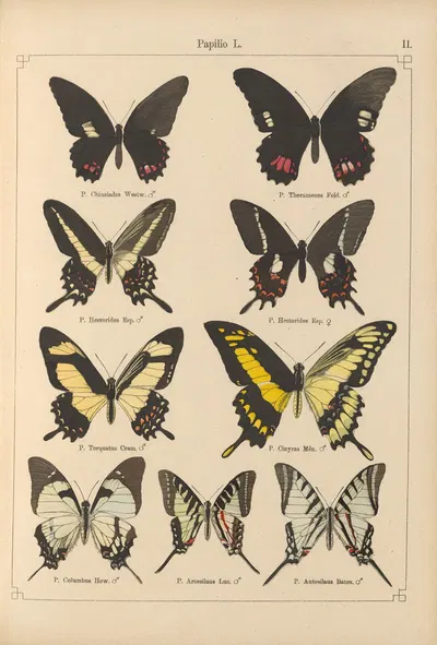 Exotische schmetterlinge Pl.011 by Otto Staudinger, 1888-1892 — digital art print download