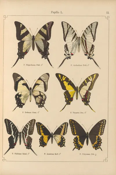 Exotische schmetterlinge Pl.012 by Otto Staudinger, 1888-1892 — digital art print download