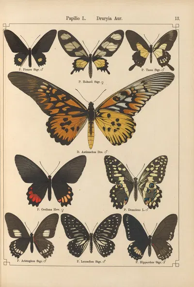 Exotische schmetterlinge Pl.013 by Otto Staudinger, 1888-1892 — digital art print download