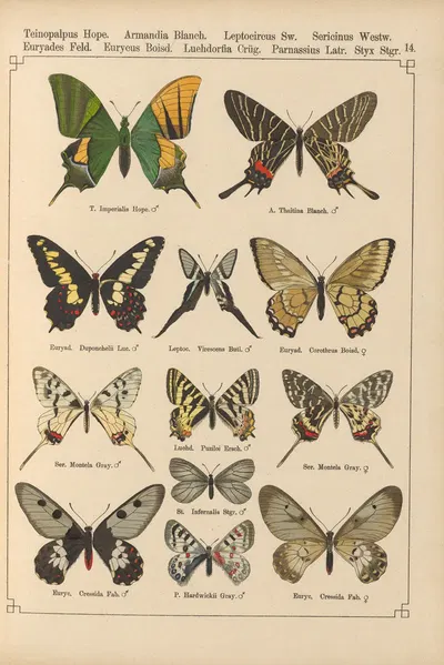Exotische schmetterlinge Pl.014 by Otto Staudinger, 1888-1892 — digital art print download