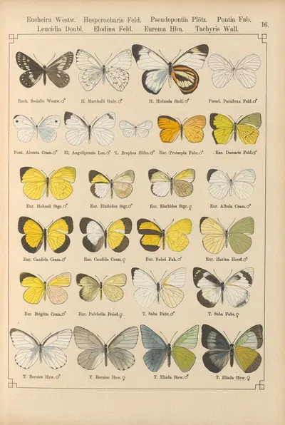Exotische schmetterlinge Pl.016 by Otto Staudinger, 1888-1892 — digital art print download