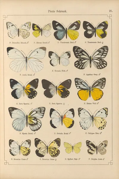 Exotische schmetterlinge Pl.018 by Otto Staudinger, 1888-1892 — digital art print download