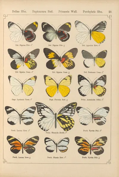 Exotische schmetterlinge Pl.020 by Otto Staudinger, 1888-1892 — digital art print download