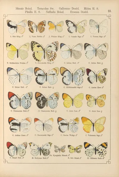 Exotische schmetterlinge Pl.023 by Otto Staudinger, 1888-1892 — digital art print download