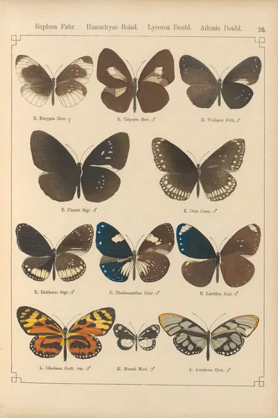 Exotische schmetterlinge Pl.026 by Otto Staudinger, 1888-1892 — digital art print download