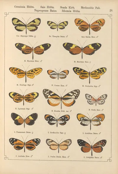 Exotische schmetterlinge Pl.028 by Otto Staudinger, 1888-1892 — digital art print download