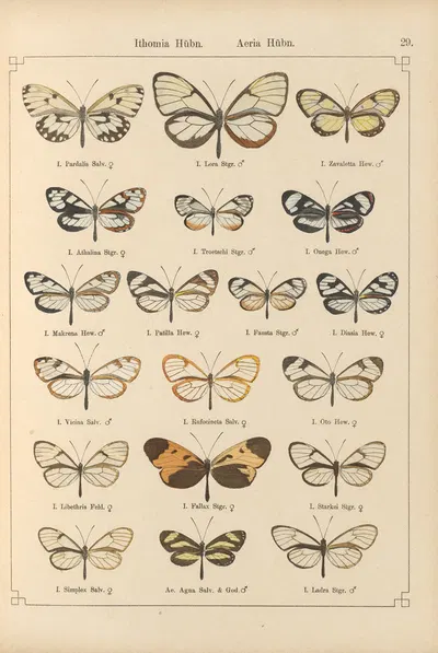 Exotische schmetterlinge Pl.029 by Otto Staudinger, 1888-1892 — digital art print download