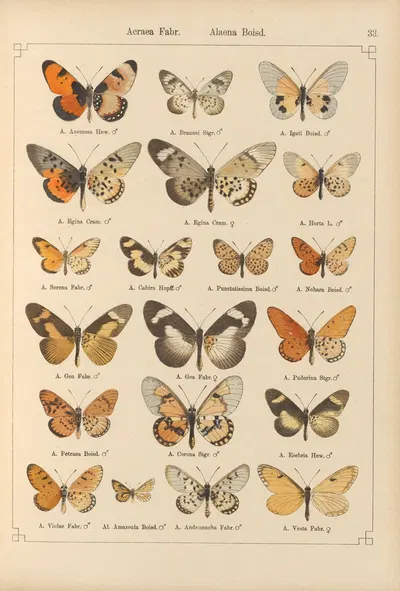 Exotische schmetterlinge Pl.033 by Otto Staudinger, 1888-1892 — digital art print download