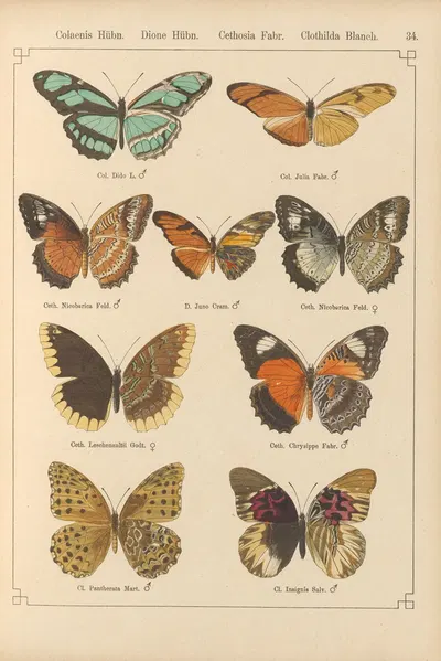Exotische schmetterlinge Pl.034 by Otto Staudinger, 1888-1892 — digital art print download