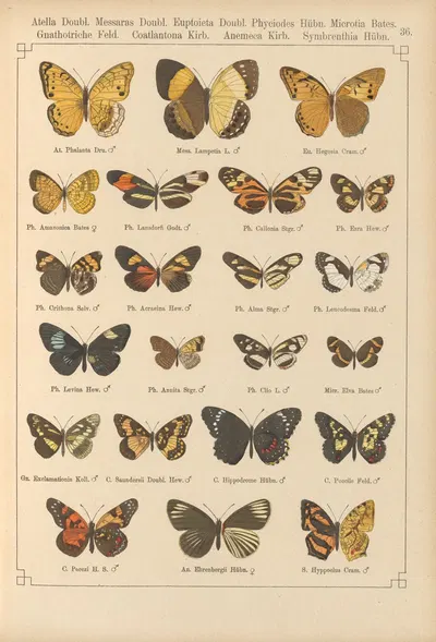 Exotische schmetterlinge Pl.036 by Otto Staudinger, 1888-1892 — digital art print download