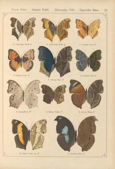 Exotische schmetterlinge Pl.038 by Otto Staudinger, 1888-1892 — digital art print download