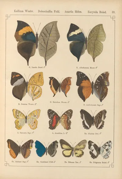 Exotische schmetterlinge Pl.039 by Otto Staudinger, 1888-1892 — digital art print download