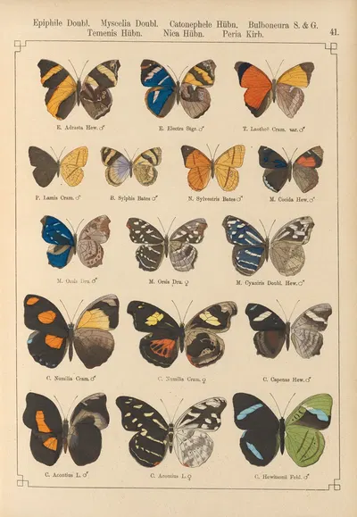 Exotische schmetterlinge Pl.041 by Otto Staudinger, 1888-1892 — digital art print download