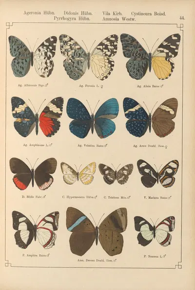 Exotische schmetterlinge Pl.044 by Otto Staudinger, 1888-1892 — digital art print download