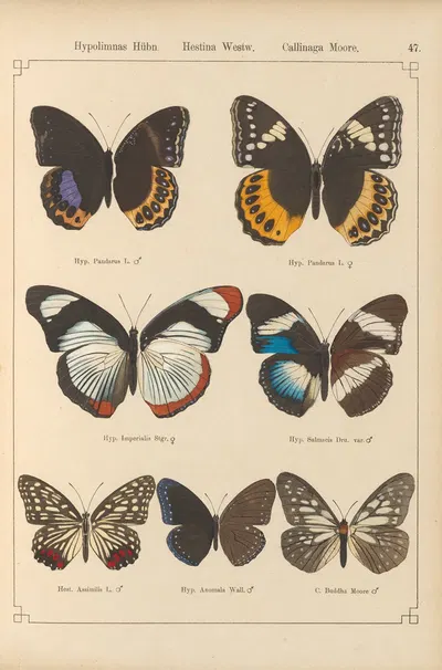 Exotische schmetterlinge Pl.047 by Otto Staudinger, 1888-1892 — digital art print download