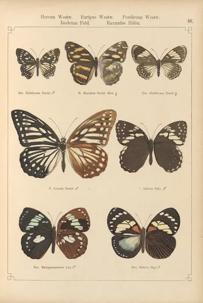 Exotische schmetterlinge Pl.048 by Otto Staudinger, 1888-1892 — digital art print download